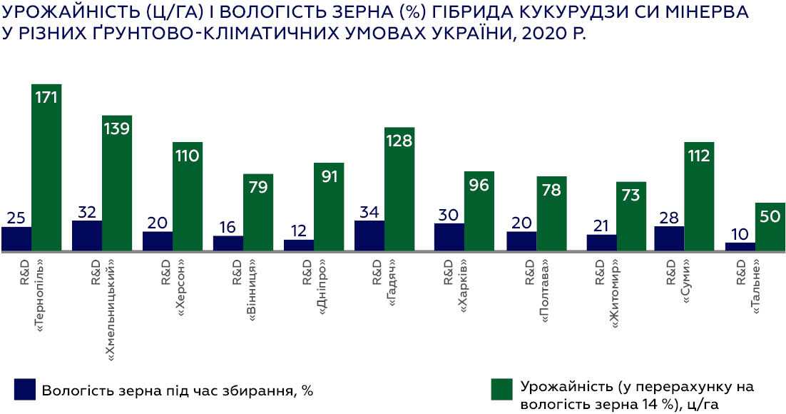 СИ Мінерва ФАО 390: новий гібрид кукурудзи з високою рентабільністю вирощування від компанії «Сингента»