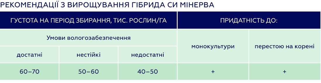 СИ Мінерва ФАО 390: новий гібрид кукурудзи з високою рентабільністю вирощування від компанії «Сингента»