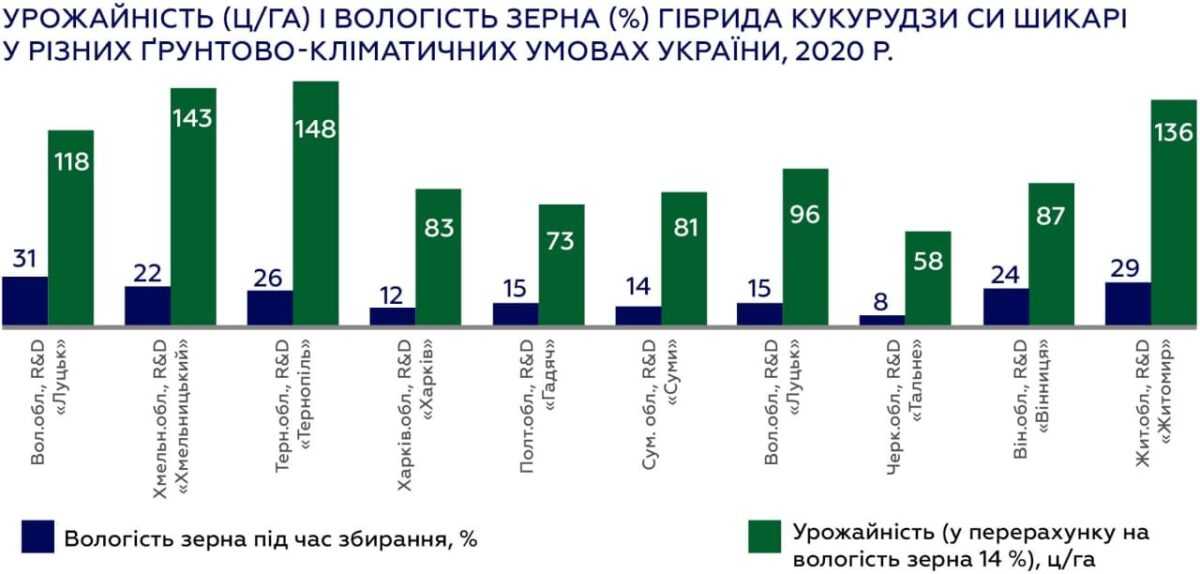СИ Шикарі: новий гібрид кукурудзи для раннього урожаю від компанії «Сингента»