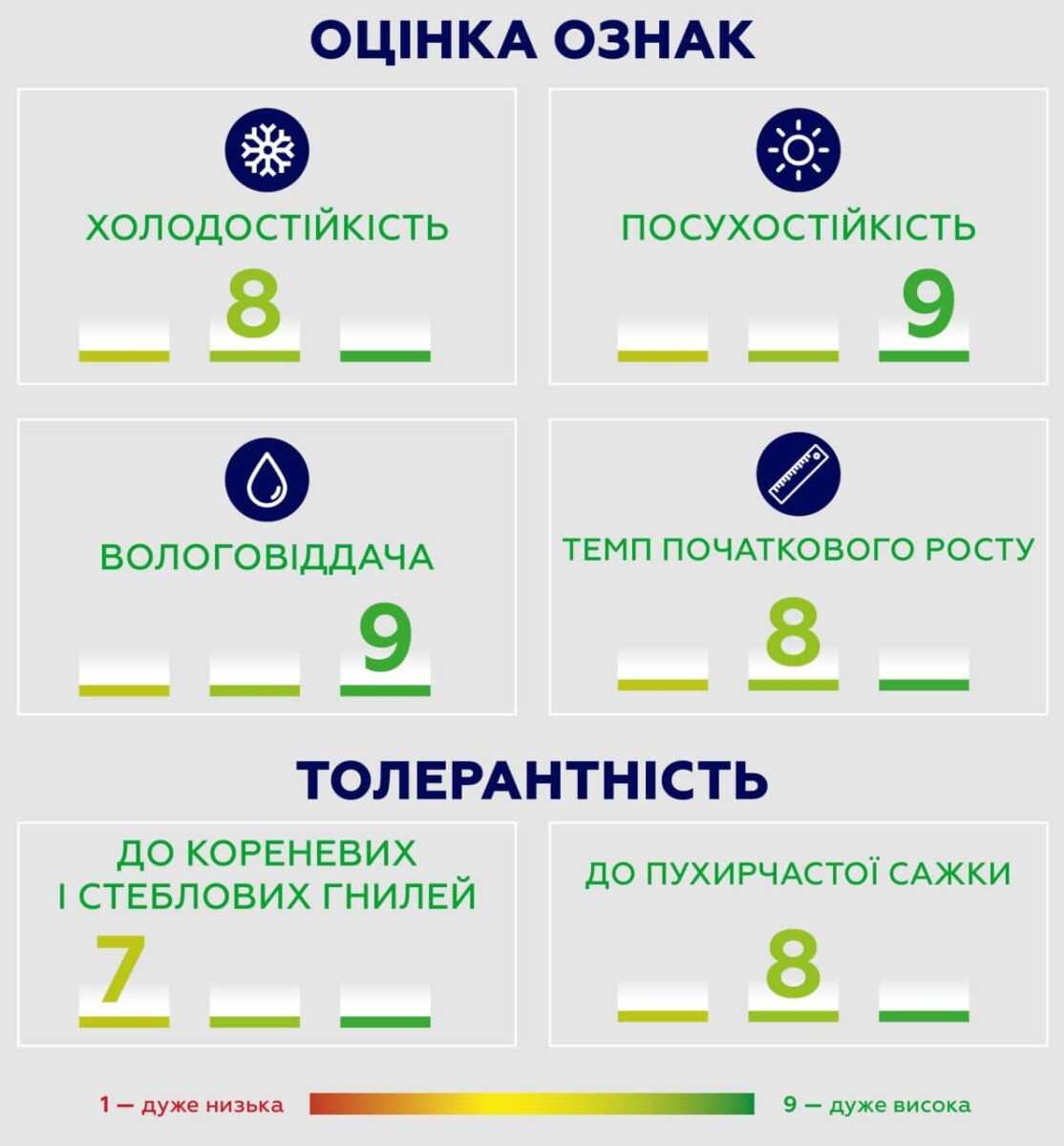 СИ Шикарі: новий гібрид кукурудзи для раннього урожаю від компанії «Сингента»