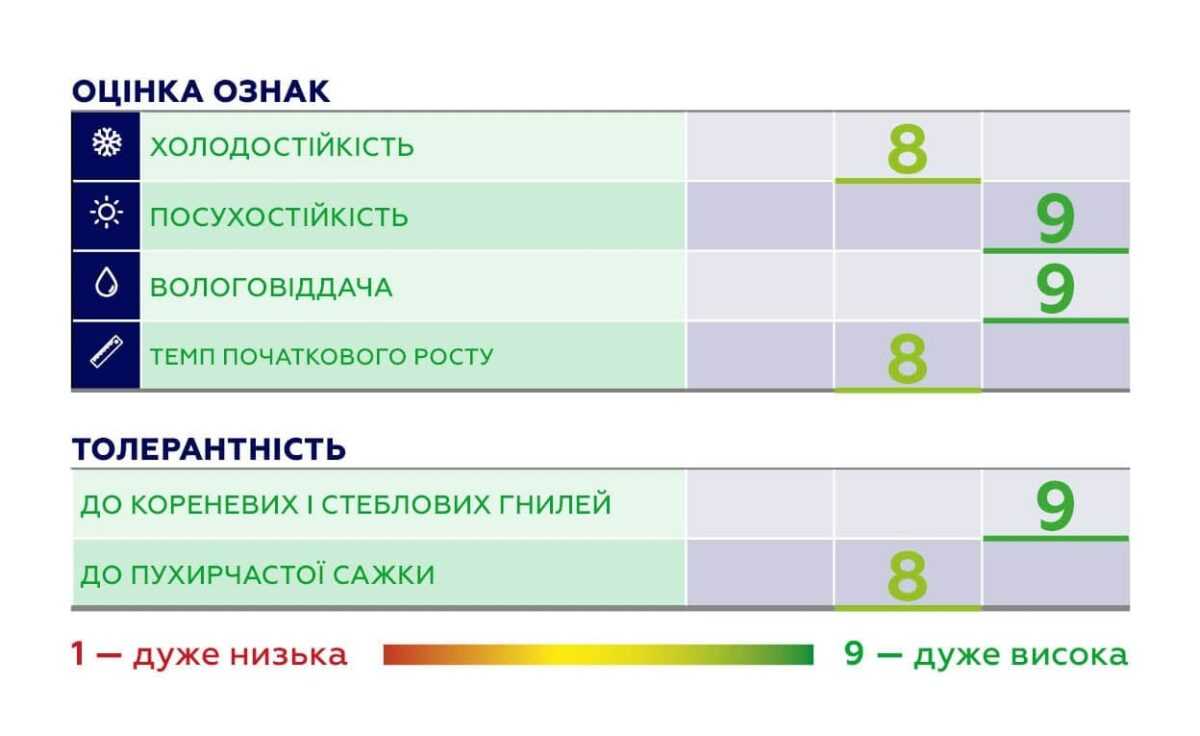 СИ Мінерва ФАО 390: новий гібрид кукурудзи з високою рентабільністю вирощування від компанії «Сингента»