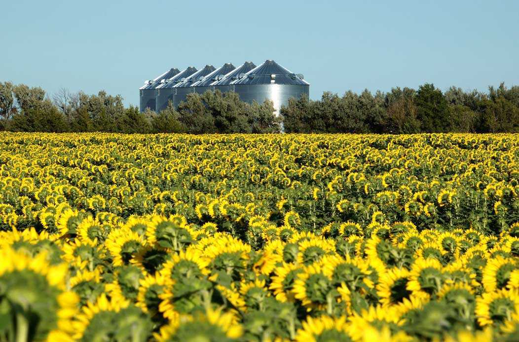 Sunflower oil producers are under a double blow LANDLORD