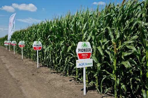 Компания DuPont Pioneer Украина представила результаты агрономических опытов для кукурузы