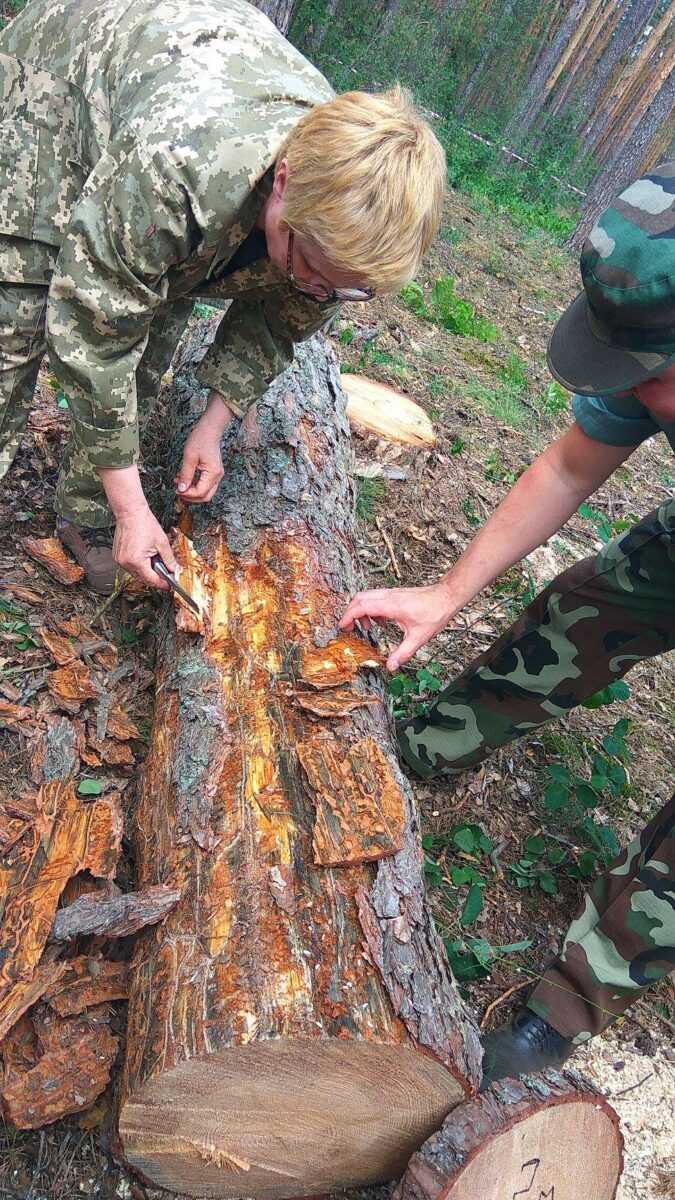 Майже 350 тисяч га соснових лісів, підпорядкованих Держлісагентству, заселені шкідниками