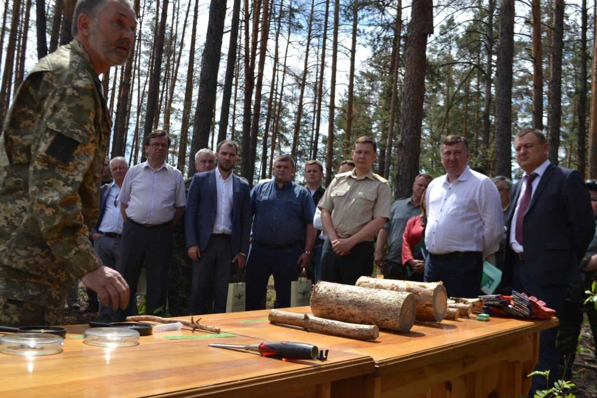 Майже 350 тисяч га соснових лісів, підпорядкованих Держлісагентству, заселені шкідниками