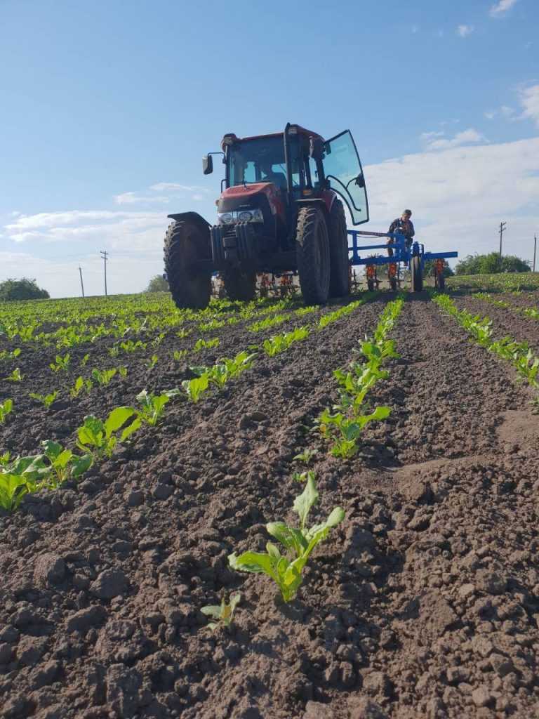 Обсяги виробництва органічних олійних можуть бути на рівні звичайних