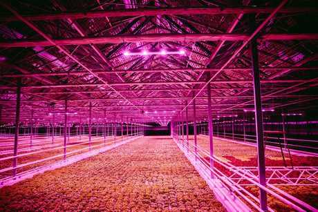 Вирощування салату за допомогою LED-технологій: 7000 кв. м гідропонних теплиць