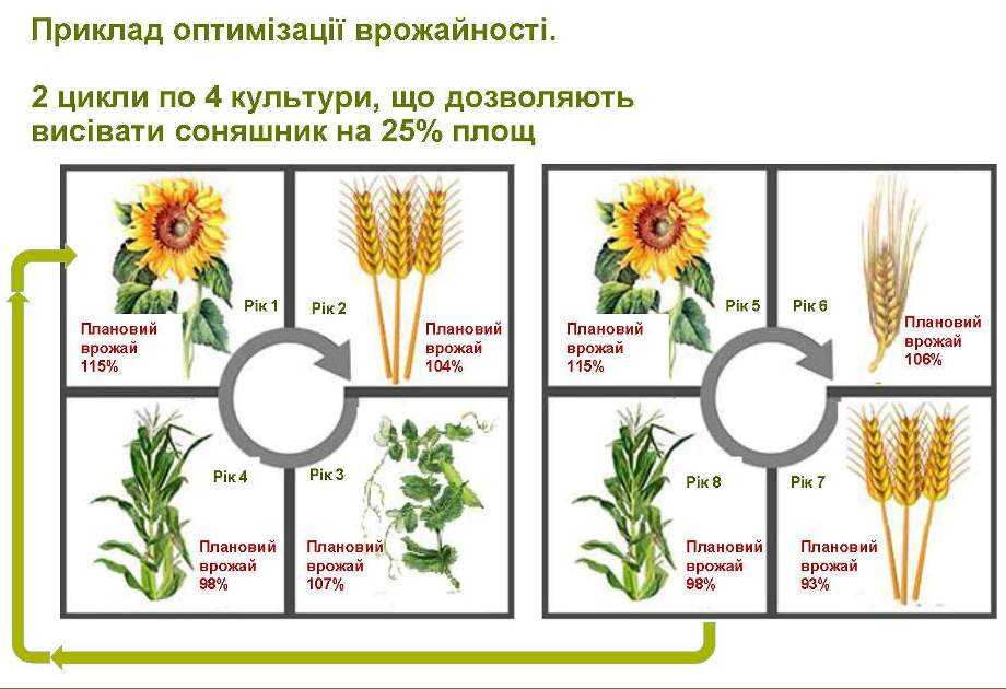 Що насправді впливає на урожайність соняшнику: Луїс Карлос Алонсо спростовує 10 міфів