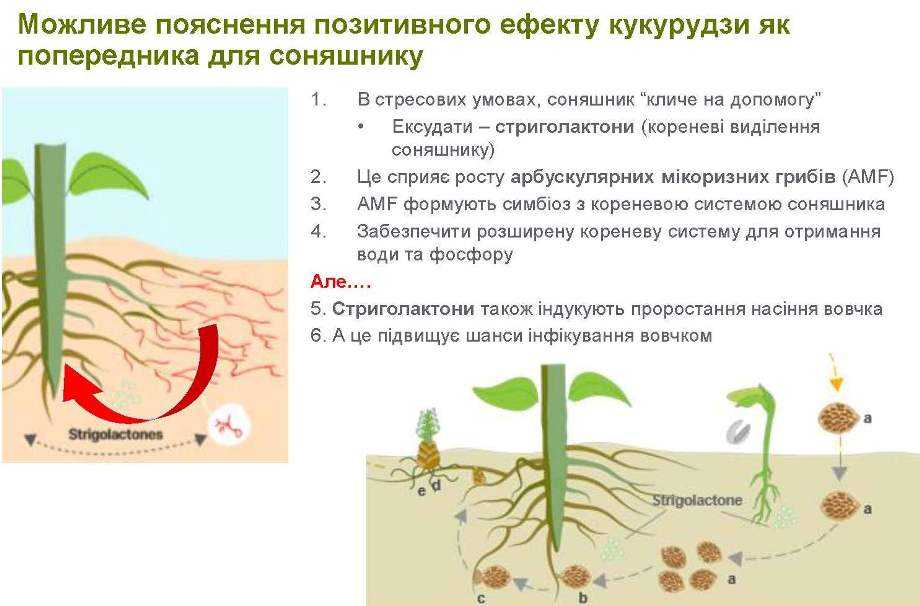 Що насправді впливає на урожайність соняшнику: Луїс Карлос Алонсо спростовує 10 міфів