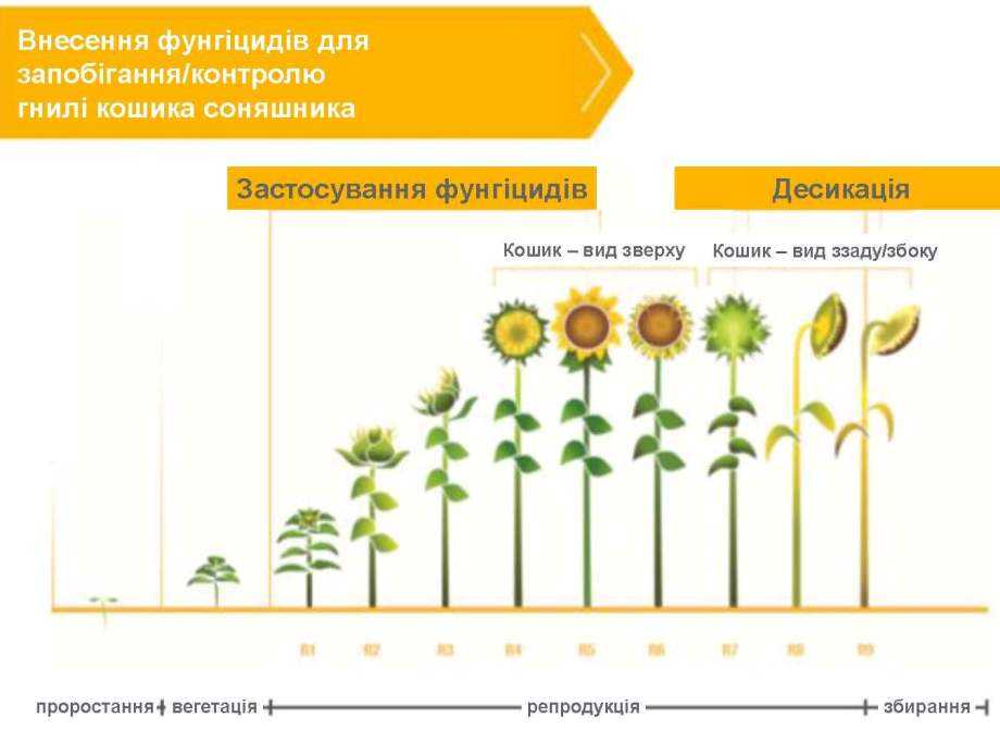 Що насправді впливає на урожайність соняшнику: Луїс Карлос Алонсо спростовує 10 міфів