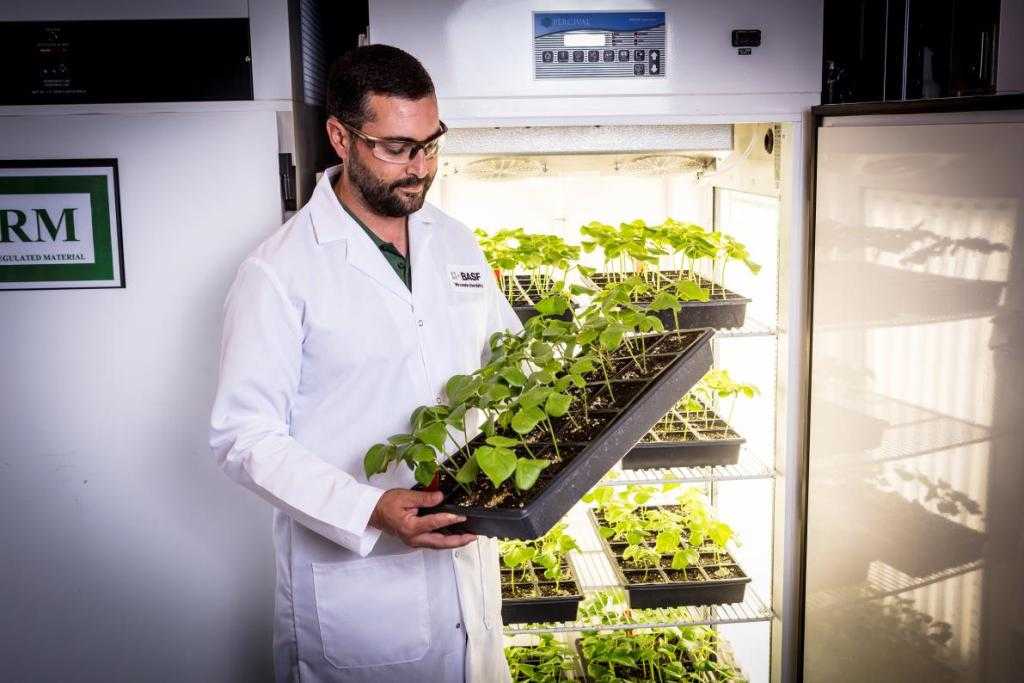 Інновації в агросекторі: 30 нових продуктів BASF
