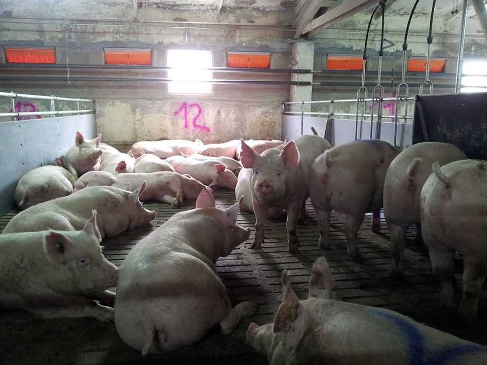 Сергій Касьянов: Попри втрату 30% активів KSG Agro за 3 роки наростив дохід до $25 млн