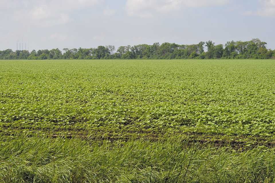 Сергій Касьянов: Попри втрату 30% активів KSG Agro за 3 роки наростив дохід до $25 млн