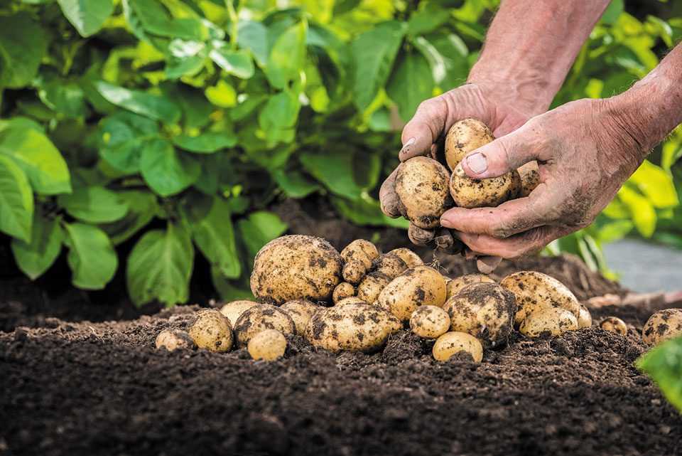 ЄС потрібна українська картопля: 3 топ-рейтинги, які відкривають очі