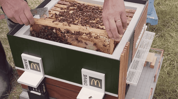 McDonald's відкрив ресторан для бджіл
