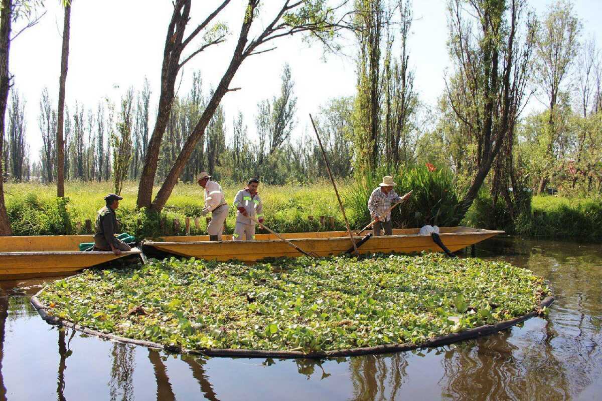 5 із 50 унікальних агросистем світу, або Як вирощують васабі
