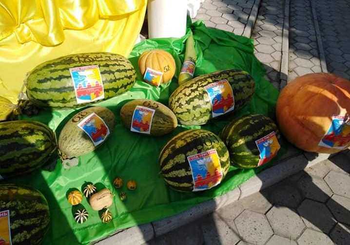 Ягода вагою 32 кг: на Херсонщині визначили найбільший кавун
