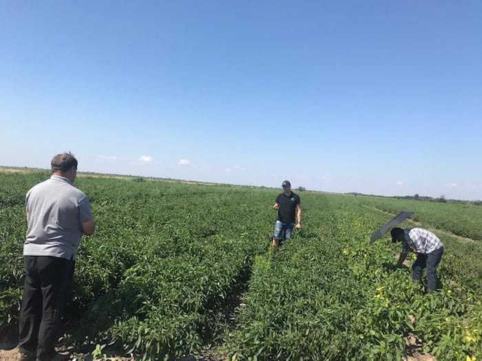 В Україні вирощують паприку на замовлення індійської компанії