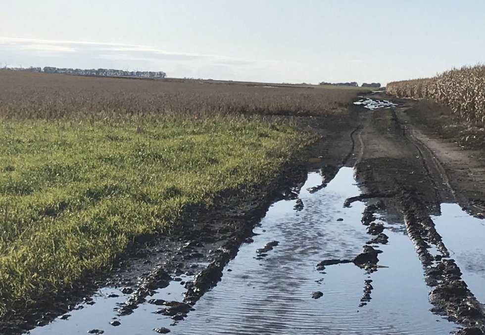 Під водою 35% кукурудзяного поля: Карен Браун про перипетії жнив у США