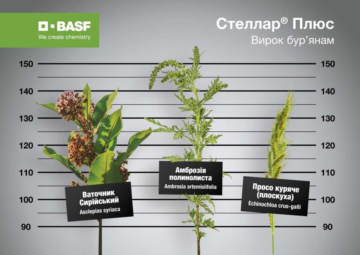 Концерн BASF презентував покращену версію гербіциду Стеллар® Плюс: чим він буде корисним