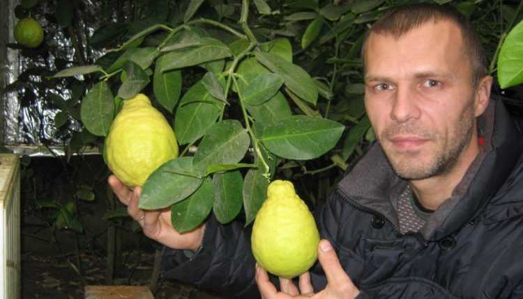 5 видів цитрусових на одному дереві: унікальний досвід волинського садівника ФОТО