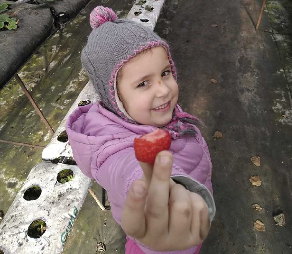 Полуниця та малина посеред зими: херсонські фермери зібрали урожай