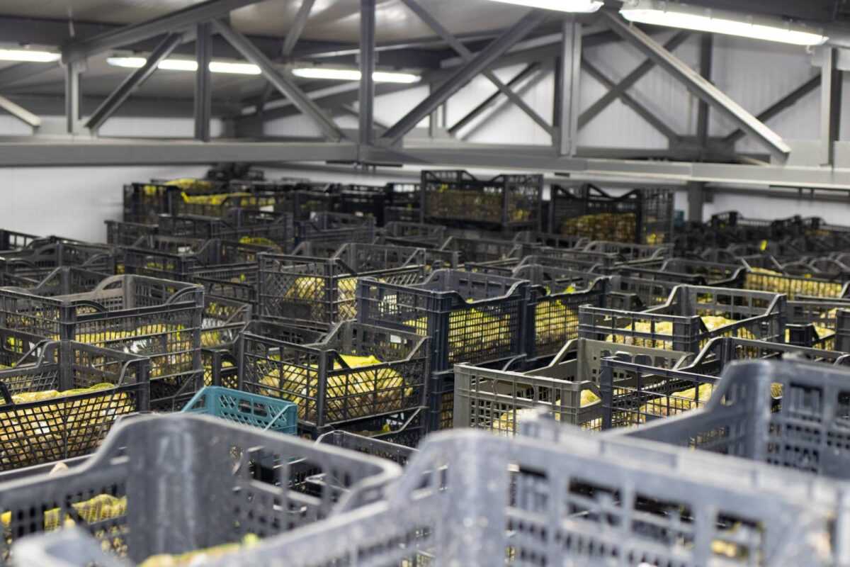 2 млн інвестицій: ITшники з Рівного вирощують равликів й експортують до ЄС