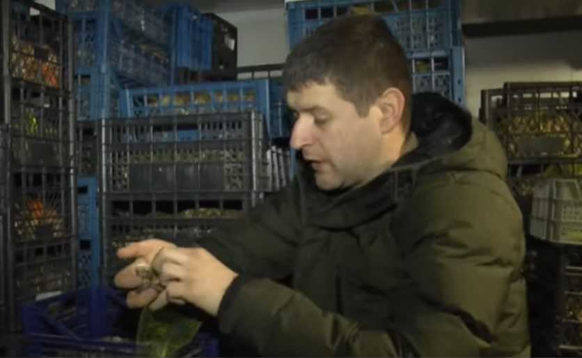 Слимаки в олії або в томаті – в Україні з'являться екзотичні консерви