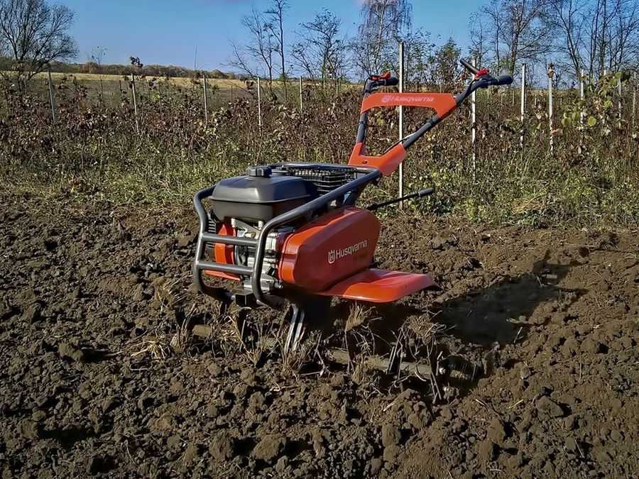 Кейс фермера з Вінниччини: екзотичне хлібне сорго, кучерява капуста, батат