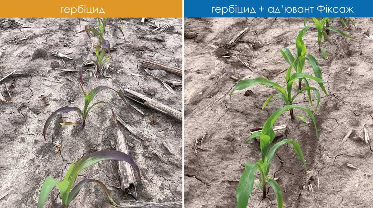 Як захистити сходи культур від надмірних опадів