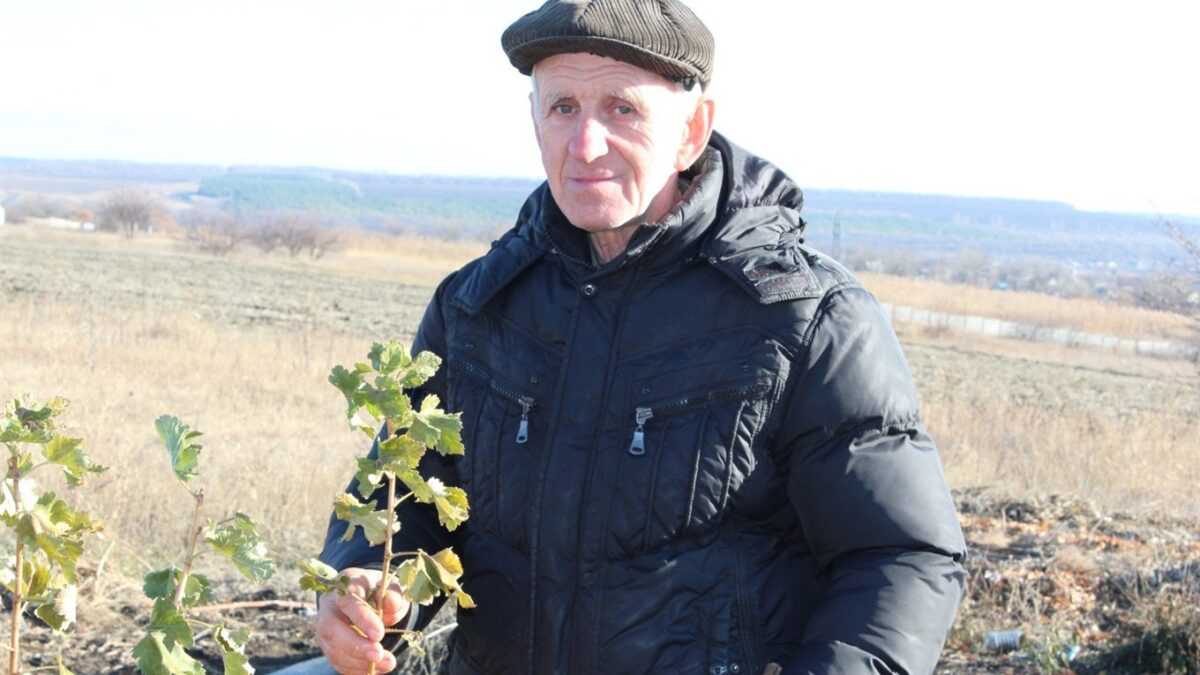 Чуфа, гумі, амарант: екзоти без хімії – кейс фермера з Луганщини