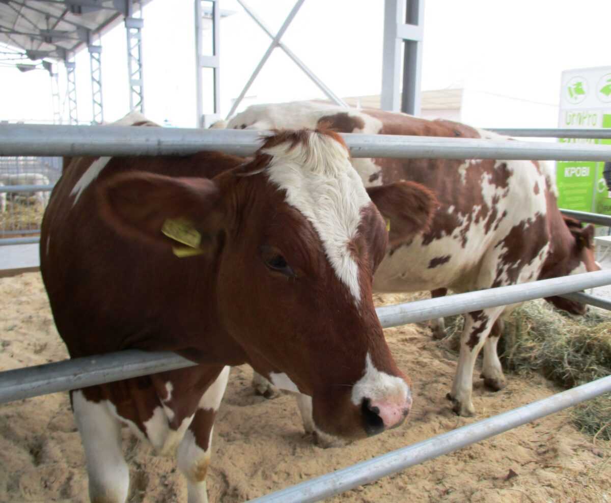 Виставка AGROEXPO — драйвер економіки країни