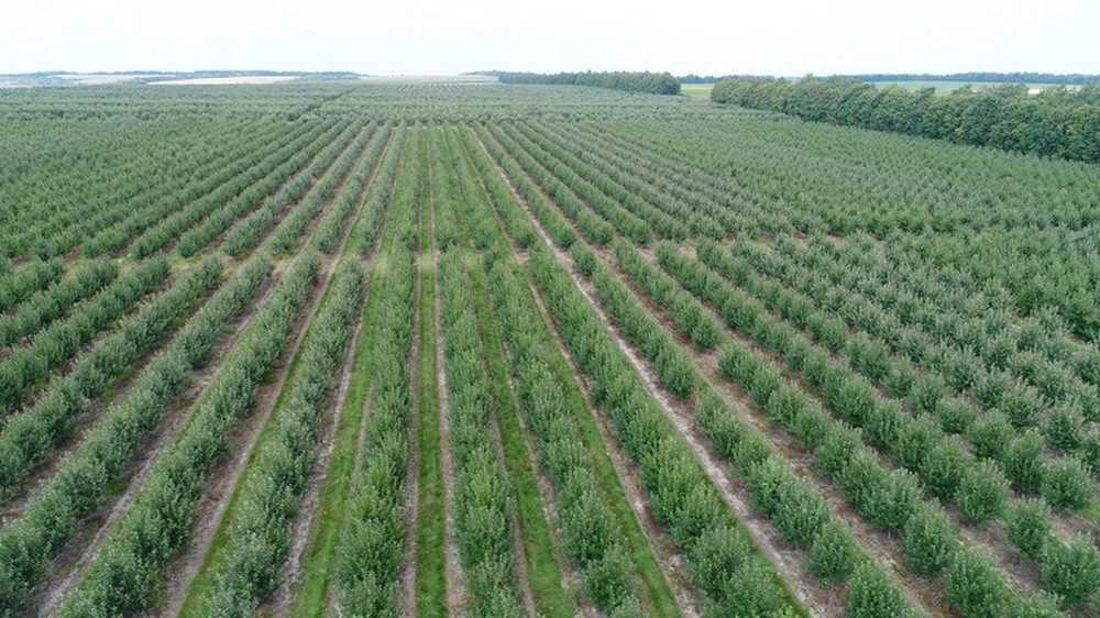 Чому при продажу агробізнесу обов’язково потрібен радник