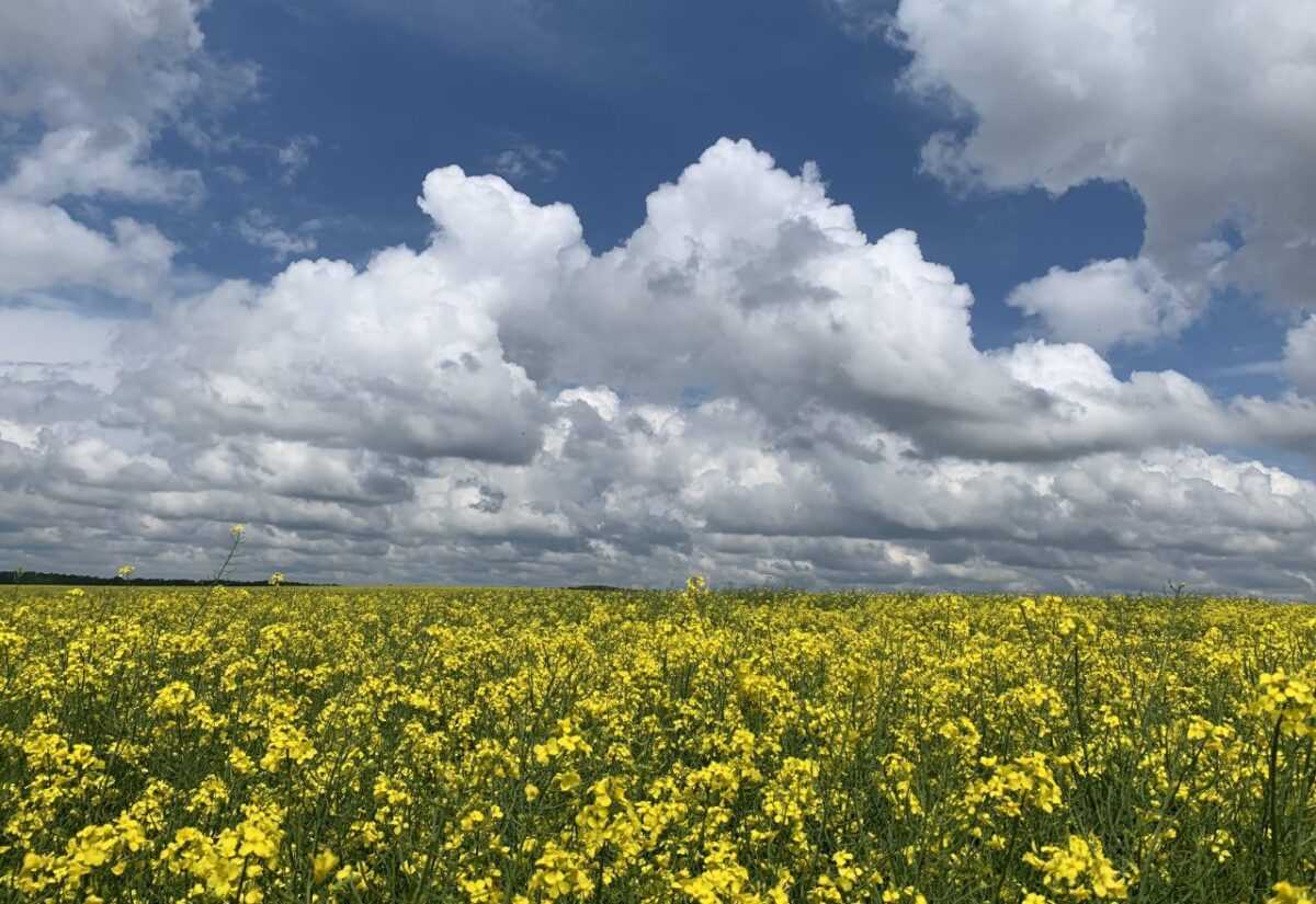 Як мінімізувати вплив погоди при внесенні ЗЗР. Практичні поради від Carefield