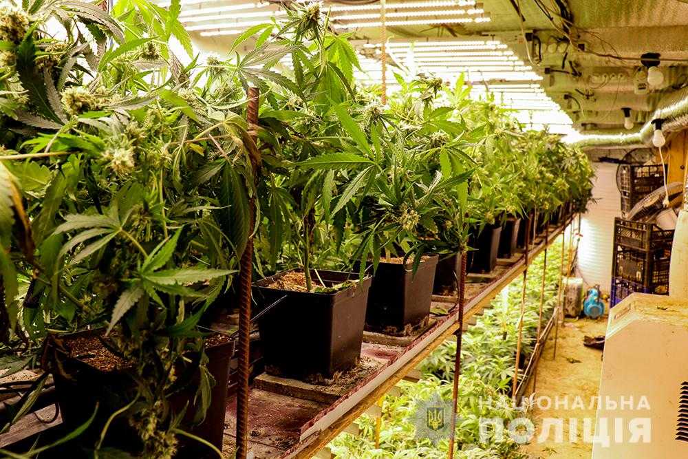 Нацполіція знищила найбільшу в історії плантацію нарковмісних рослин