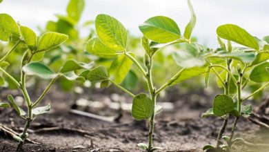 Corteva Agriscience