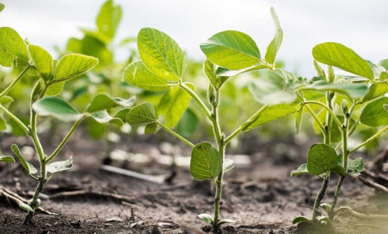 Corteva Agriscience