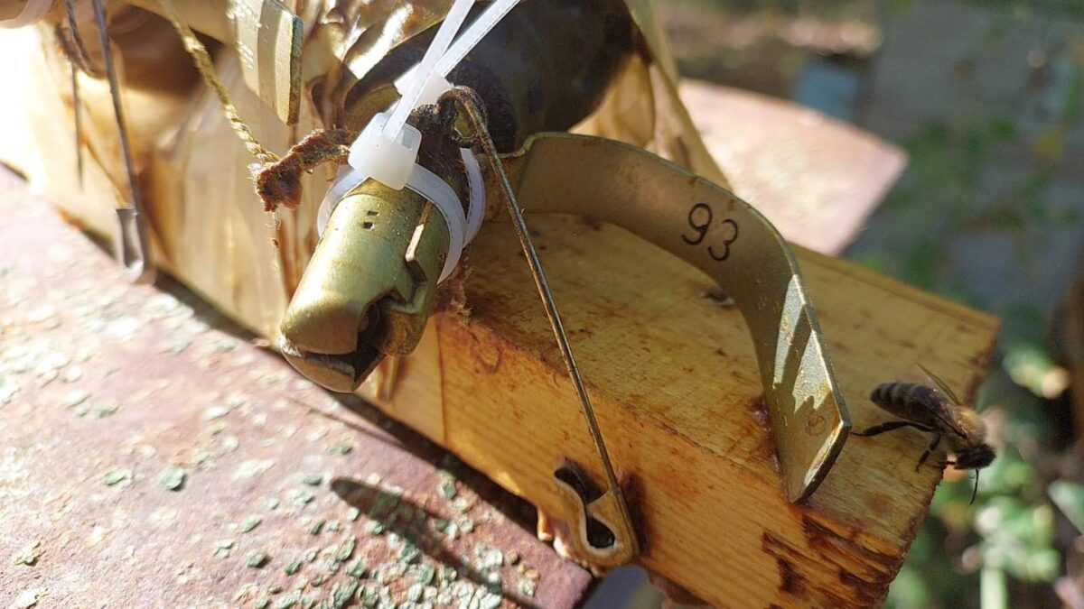 Біологічна зброя українців: у Бучі бджоли знешкодили розтяжку з гранатою