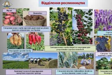 "Мірамі" та "Джавеліна" - в Україні вивели нові сорти картоплі