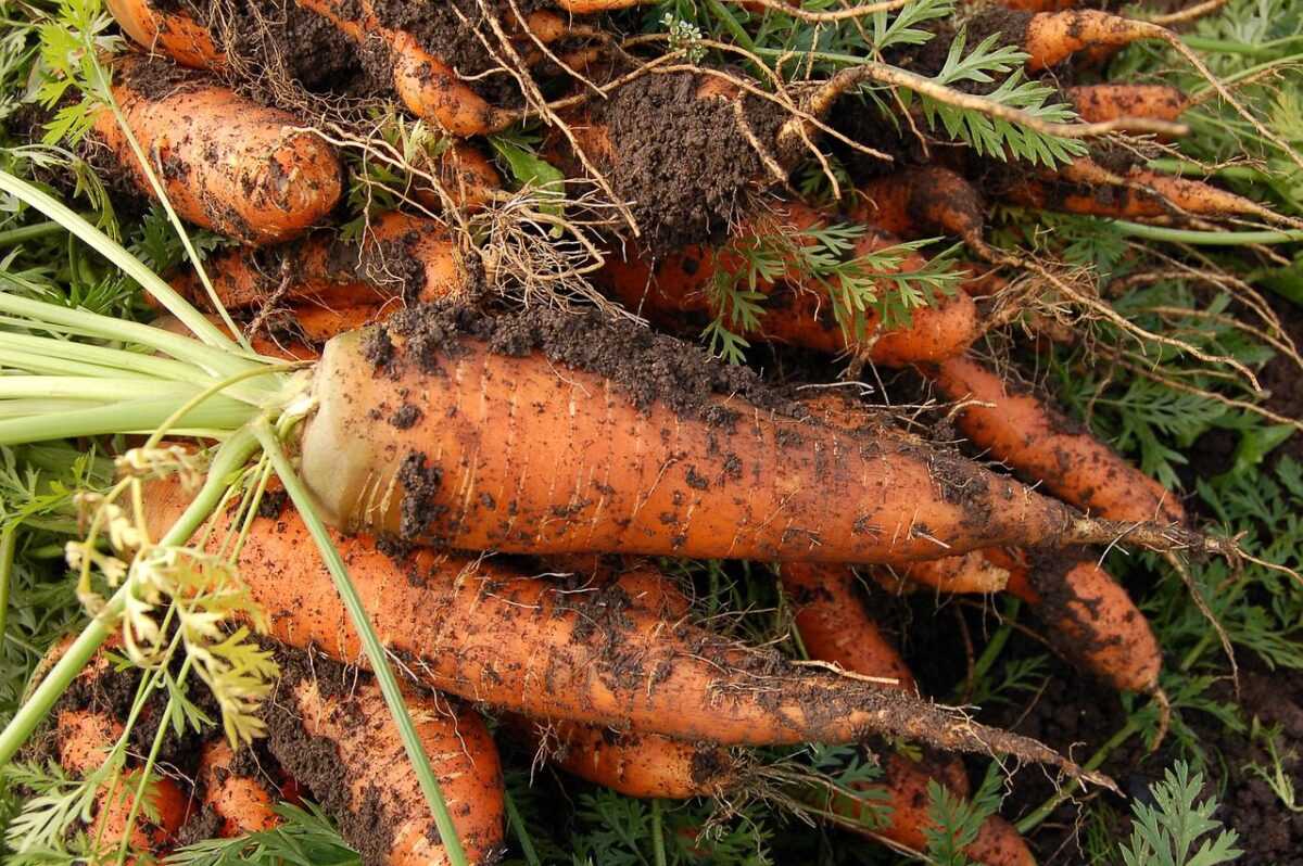 carrot 551661 1280