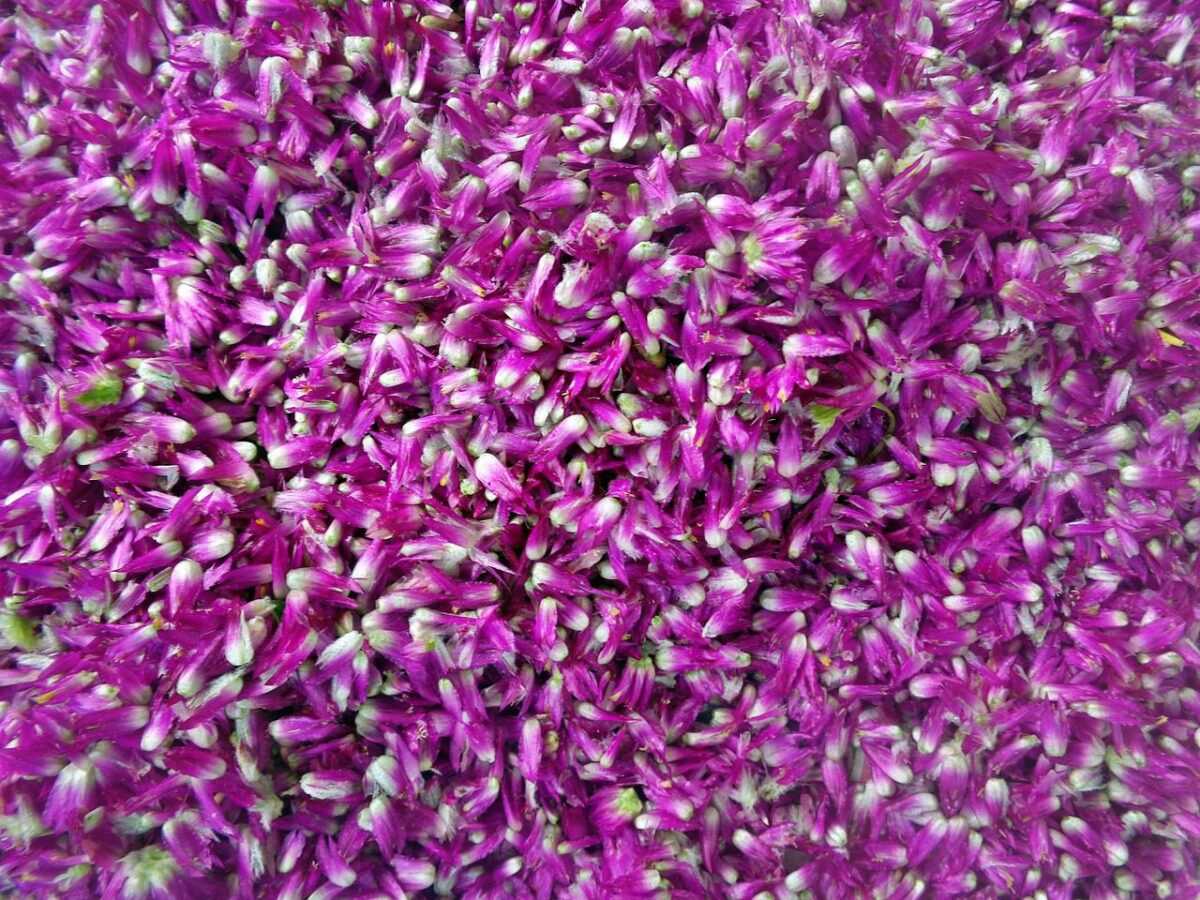 gomphrena 460659 1280