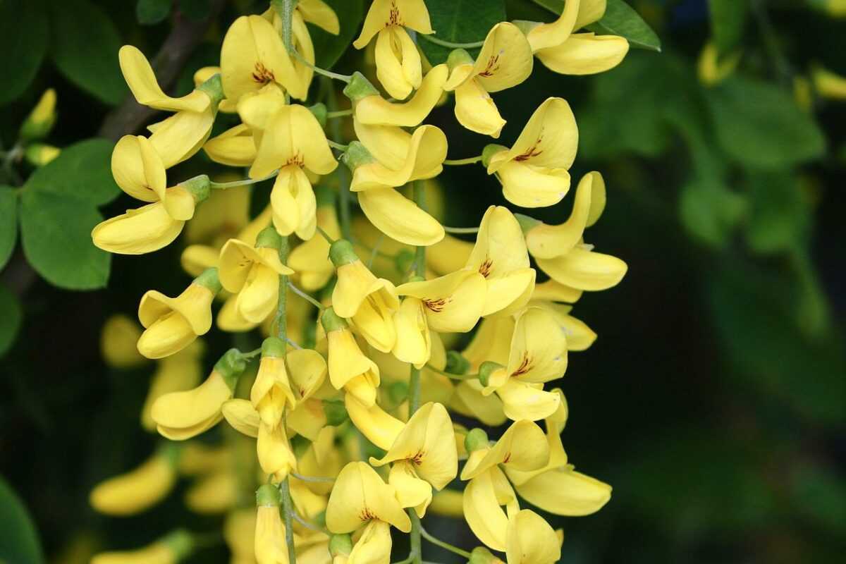 laburnum 4169410 1280
