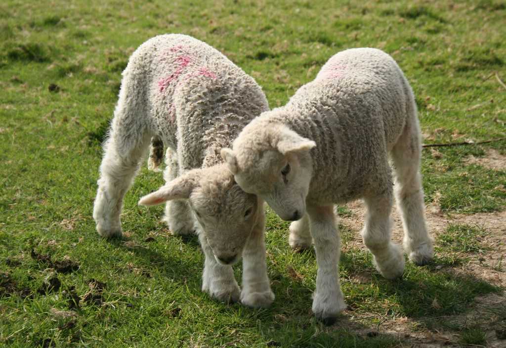 Lamb playfight
