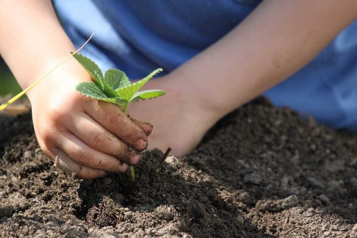 plant 4963049 1280