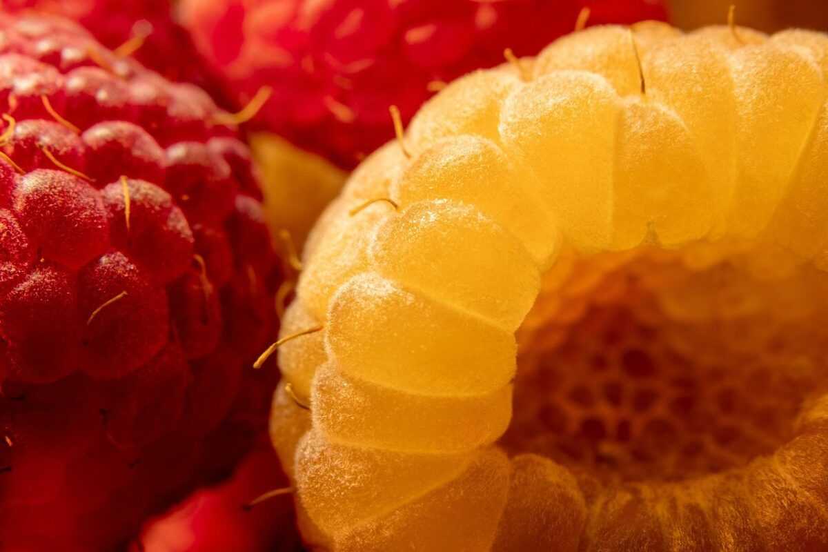 raspberries 5547660 1280