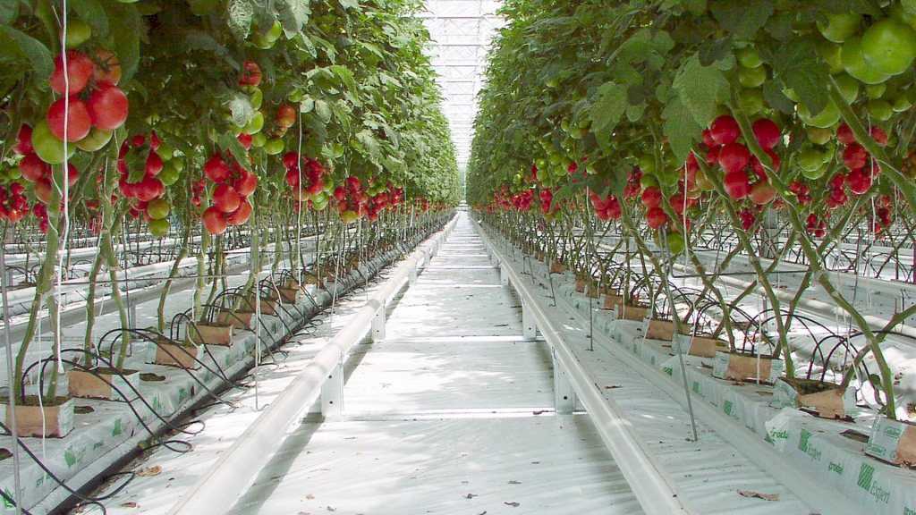 tomatoes