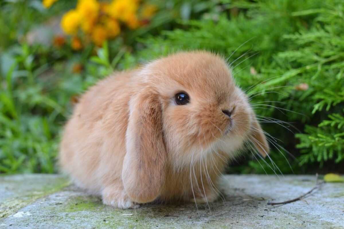 1680566283 animals pibig info p karlikovii krolik zhivotnie vkontakte 7