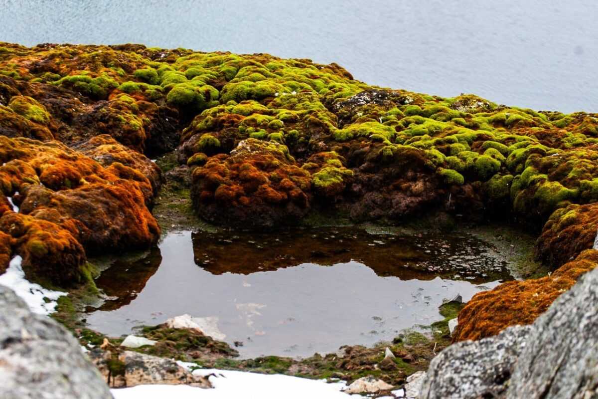 Полярники показали "зелене" літо в Антарктиді (фото)