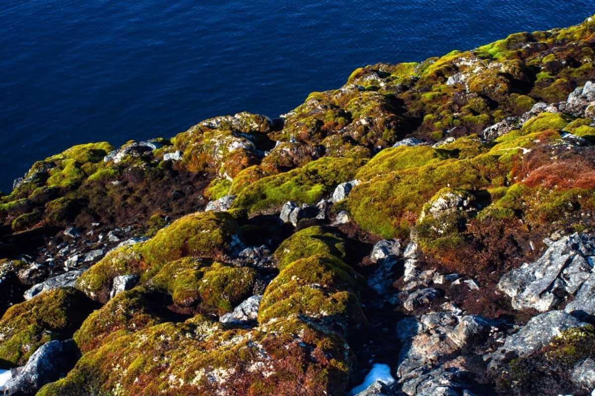 Полярники показали "зелене" літо в Антарктиді (фото)
