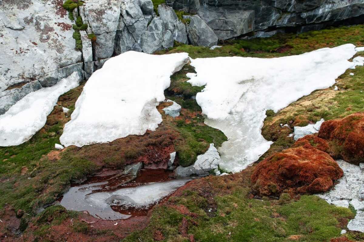 Полярники показали "зелене" літо в Антарктиді (фото)